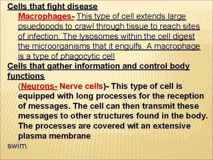 Cells that fight disease Macrophages- This type of cell extends large psuedopods to crawl