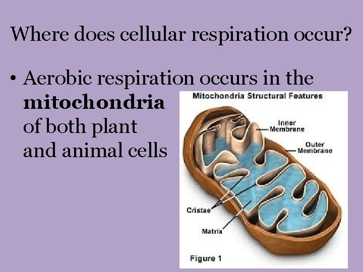 Where does cellular respiration occur? • Aerobic respiration occurs in the mitochondria of both