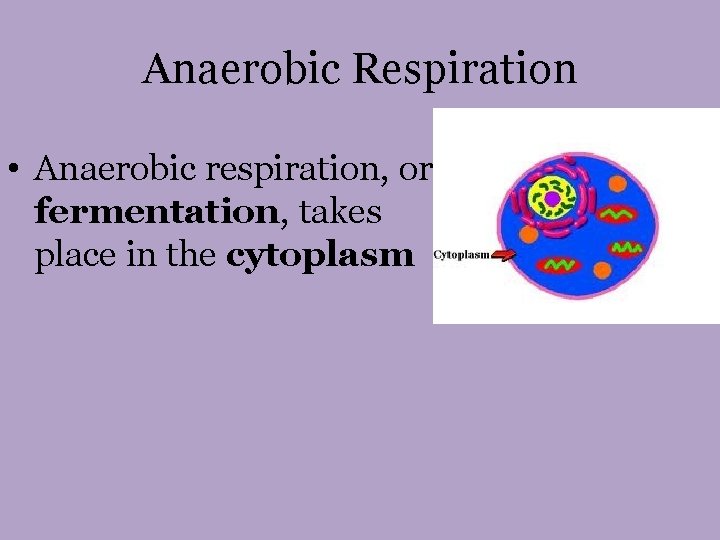 Anaerobic Respiration • Anaerobic respiration, or fermentation, takes place in the cytoplasm 