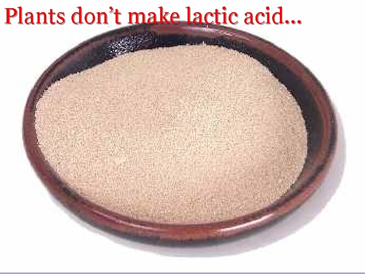Plants don’t make lactic acid… 