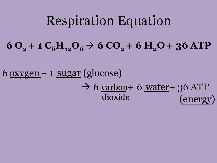 Respiration Equation 6 O 2 + 1 C 6 H 12 O 6 6