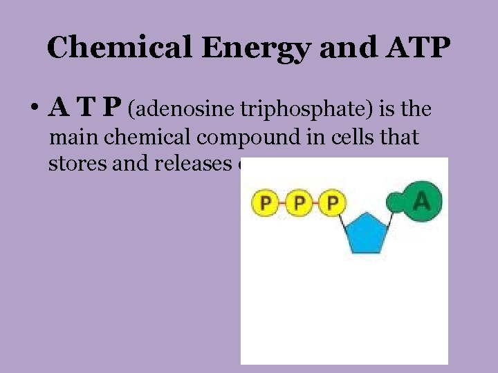 Chemical Energy and ATP • A T P (adenosine triphosphate) is the main chemical