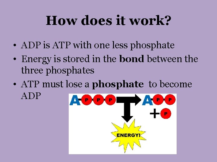 How does it work? • ADP is ATP with one less phosphate • Energy