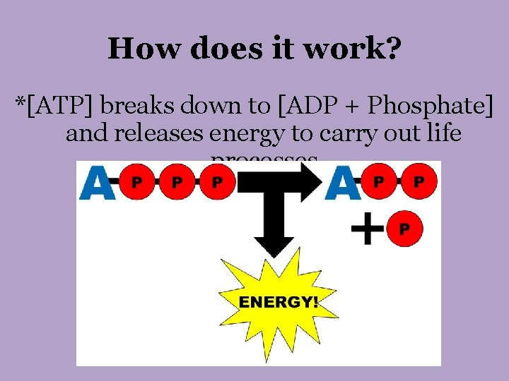 How does it work? *[ATP] breaks down to [ADP + Phosphate] and releases energy