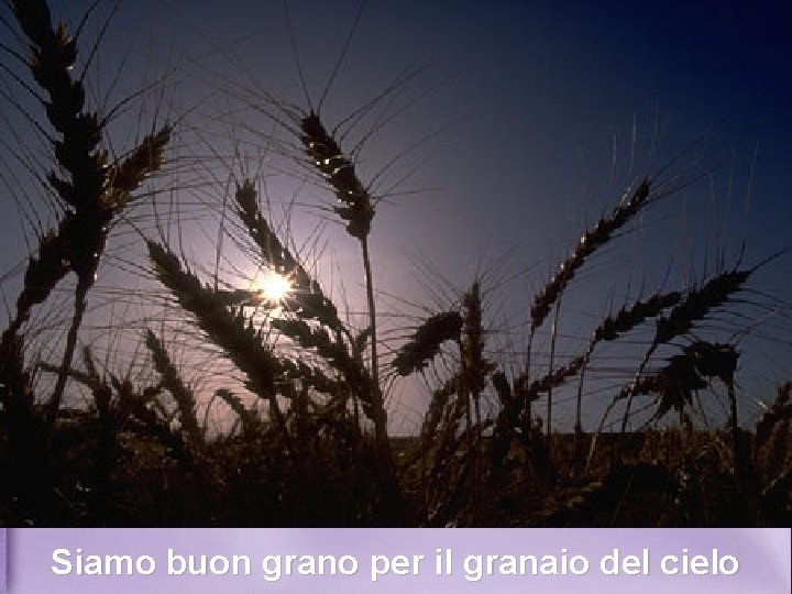 Siamo buon grano per il granaio del cielo 