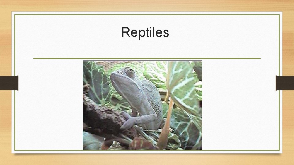 Reptiles 