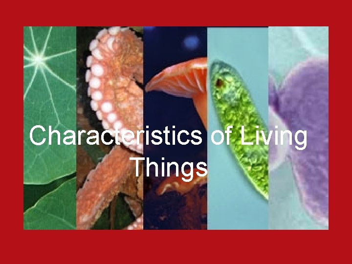 Characteristics of Living Things 