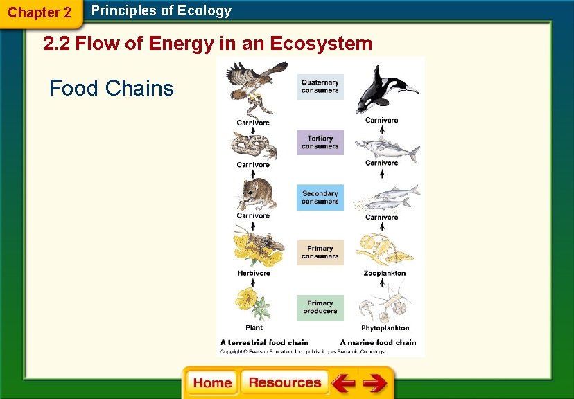 Chapter 2 Principles of Ecology 2. 2 Flow of Energy in an Ecosystem Food