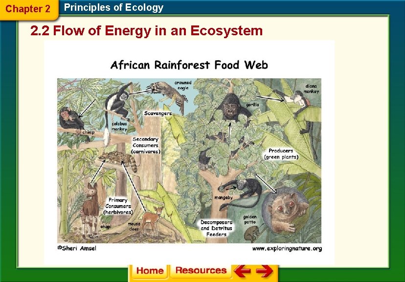 Chapter 2 Principles of Ecology 2. 2 Flow of Energy in an Ecosystem Food