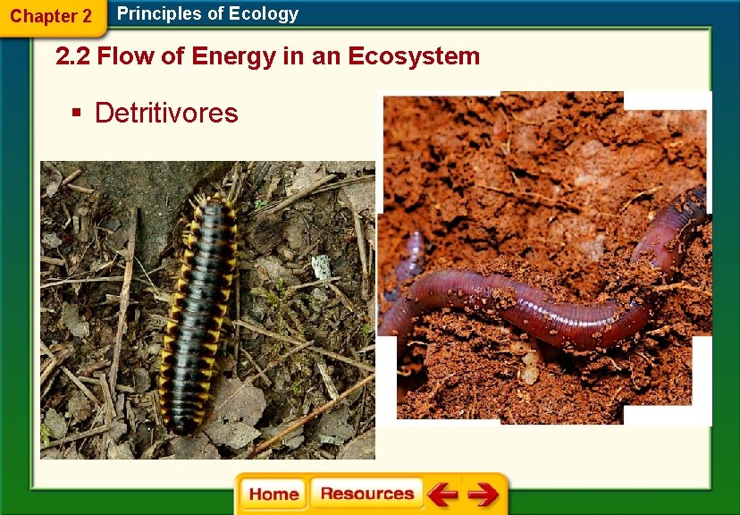 Chapter 2 Principles of Ecology 2. 2 Flow of Energy in an Ecosystem §