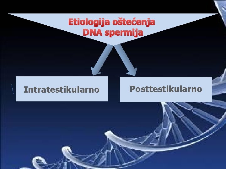 Etiologija oštećenja DNA spermija Intratestikularno Posttestikularno 