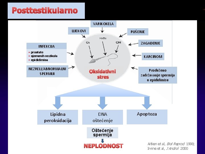 Posttestikularno VARIKOKELA LIJEKOVI PUŠENJE ZAGAĐENJE INFEKCIJA § prostate § sjemenih vezikula § epididimisa NEZRELI/ABNORMALNI