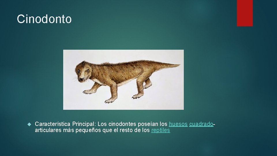 Cinodonto Característica Principal: Los cinodontes poseían los huesos cuadradoarticulares más pequeños que el resto