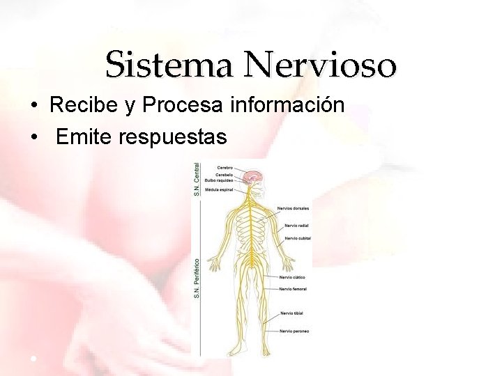 Sistema Nervioso • Recibe y Procesa información • Emite respuestas 