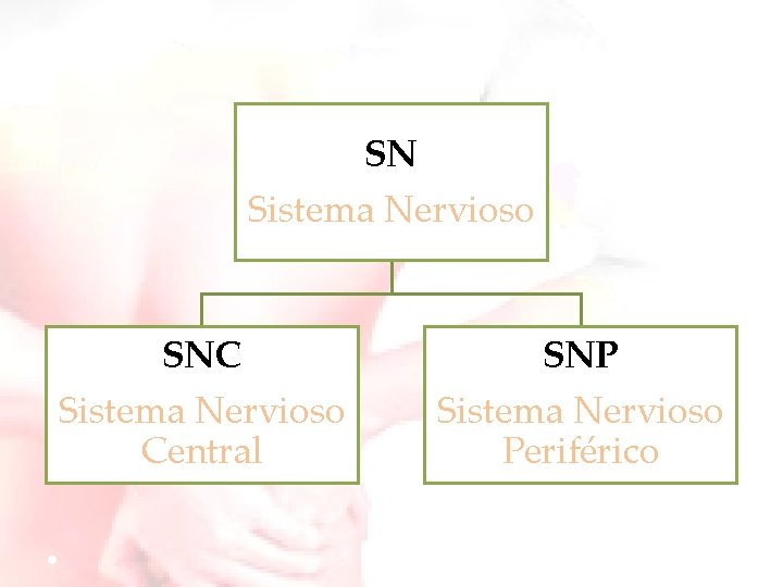 SN Sistema Nervioso SNC Sistema Nervioso Central SNP Sistema Nervioso Periférico 