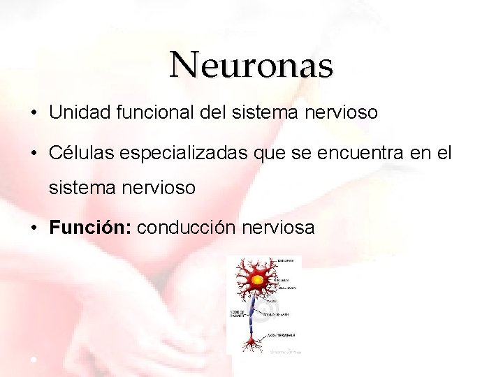 Neuronas • Unidad funcional del sistema nervioso • Células especializadas que se encuentra en
