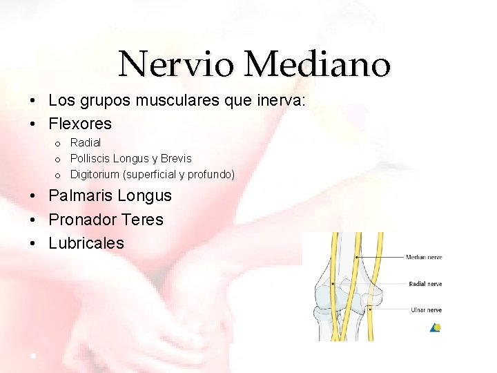 Nervio Mediano • Los grupos musculares que inerva: • Flexores o Radial o Polliscis