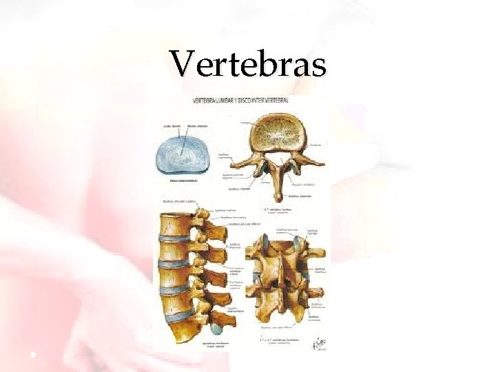 Vertebras 