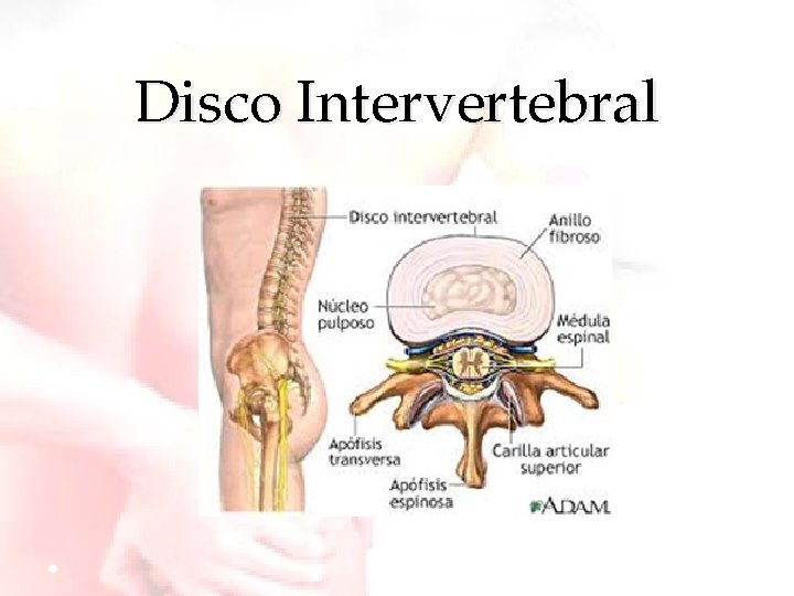 Disco Intervertebral 