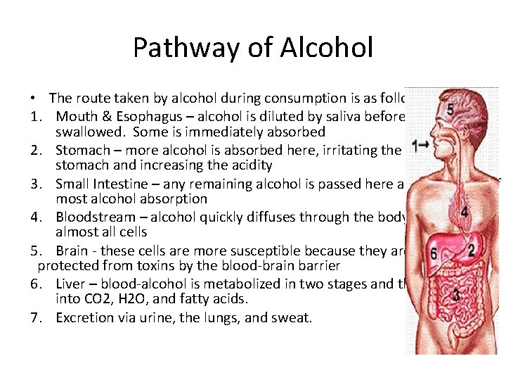 Pathway of Alcohol • The route taken by alcohol during consumption is as follows: