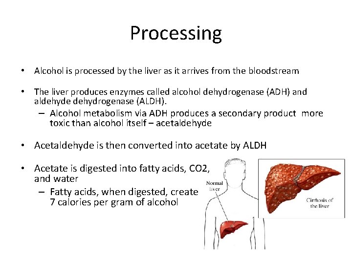 Processing • Alcohol is processed by the liver as it arrives from the bloodstream