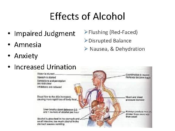Effects of Alcohol • • Impaired Judgment Amnesia Anxiety Increased Urination ØFlushing (Red-Faced) ØDisrupted