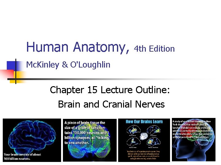 Human Anatomy, 4 th Edition Mc. Kinley & O'Loughlin Chapter 15 Lecture Outline: Brain