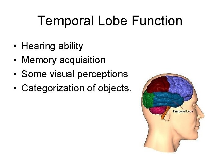 Temporal Lobe Function • • Hearing ability Memory acquisition Some visual perceptions Categorization of