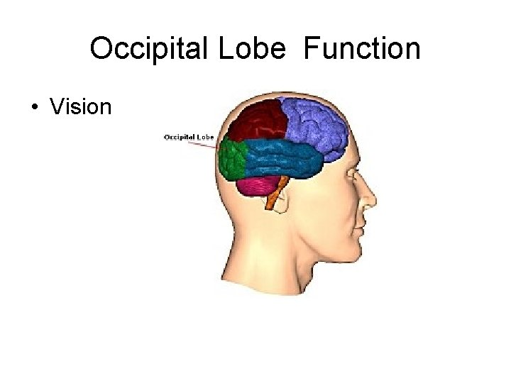 Occipital Lobe Function • Vision 