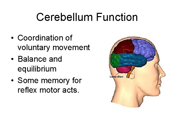 Cerebellum Function • Coordination of voluntary movement • Balance and equilibrium • Some memory