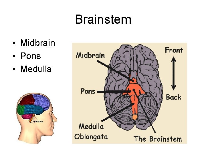 Brainstem • Midbrain • Pons • Medulla 