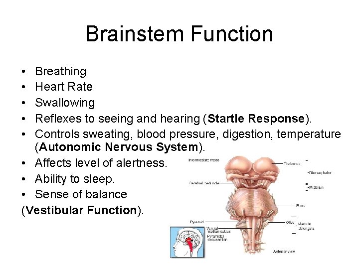 Brainstem Function • • • Breathing Heart Rate Swallowing Reflexes to seeing and hearing