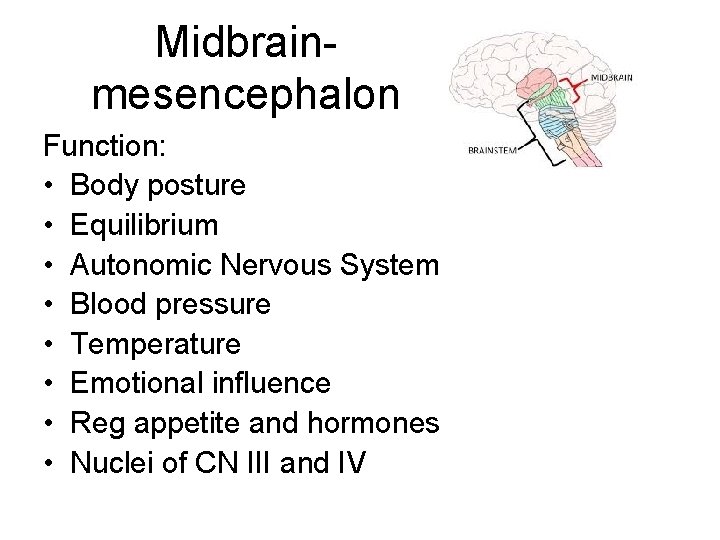 Midbrainmesencephalon Function: • Body posture • Equilibrium • Autonomic Nervous System • Blood pressure