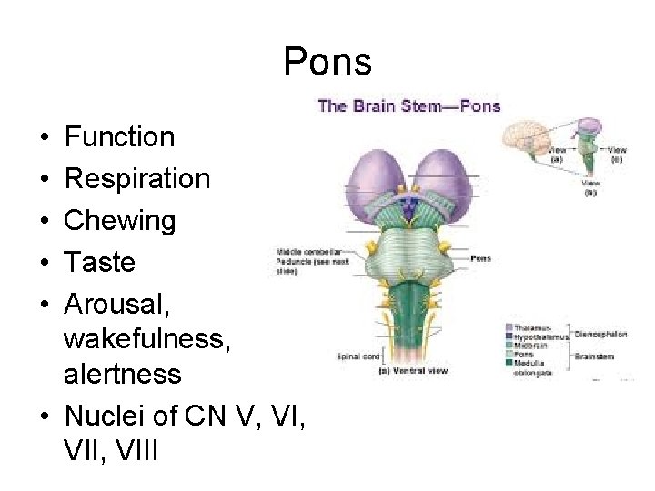 Pons • • • Function Respiration Chewing Taste Arousal, wakefulness, alertness • Nuclei of