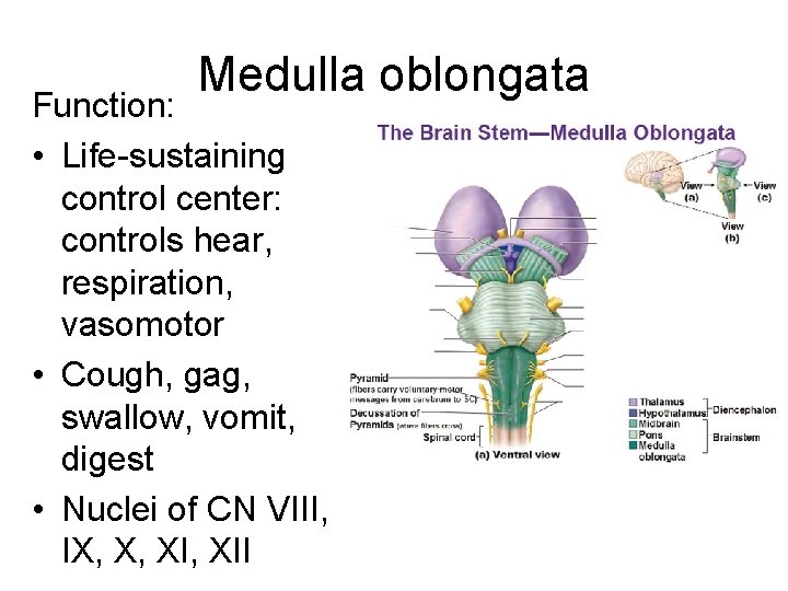 Medulla oblongata Function: • Life-sustaining control center: controls hear, respiration, vasomotor • Cough, gag,