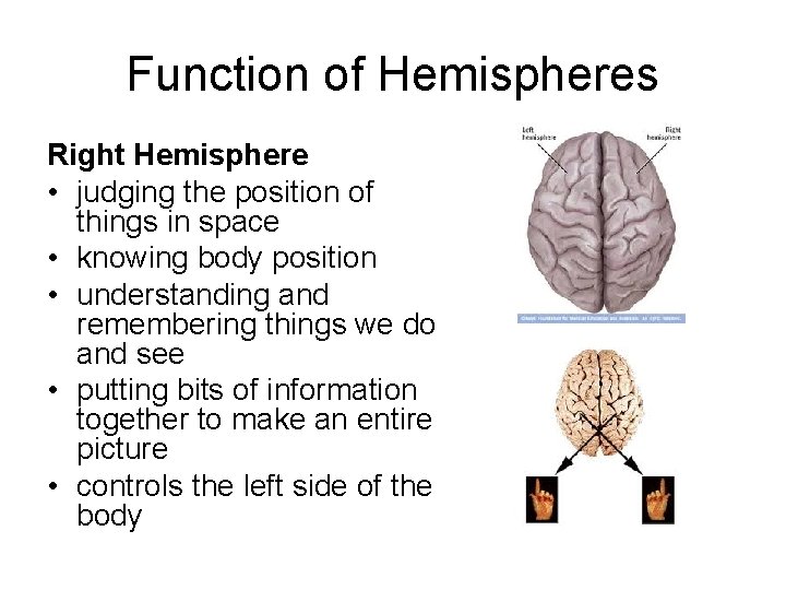Function of Hemispheres Right Hemisphere • judging the position of things in space •
