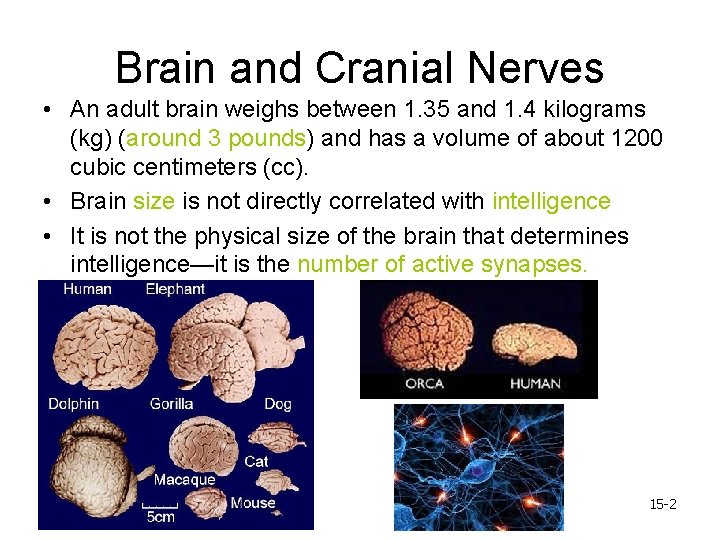 Brain and Cranial Nerves • An adult brain weighs between 1. 35 and 1.