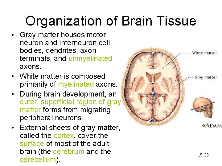 Organization of Brain Tissue • Gray matter houses motor neuron and interneuron cell bodies,