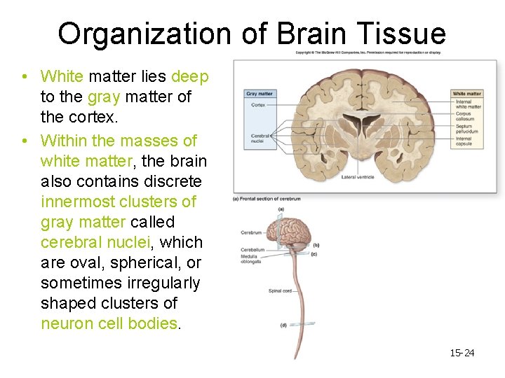 Organization of Brain Tissue • White matter lies deep to the gray matter of