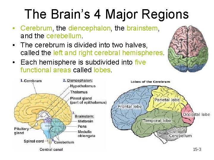 The Brain’s 4 Major Regions • Cerebrum, the diencephalon, the brainstem, and the cerebellum.