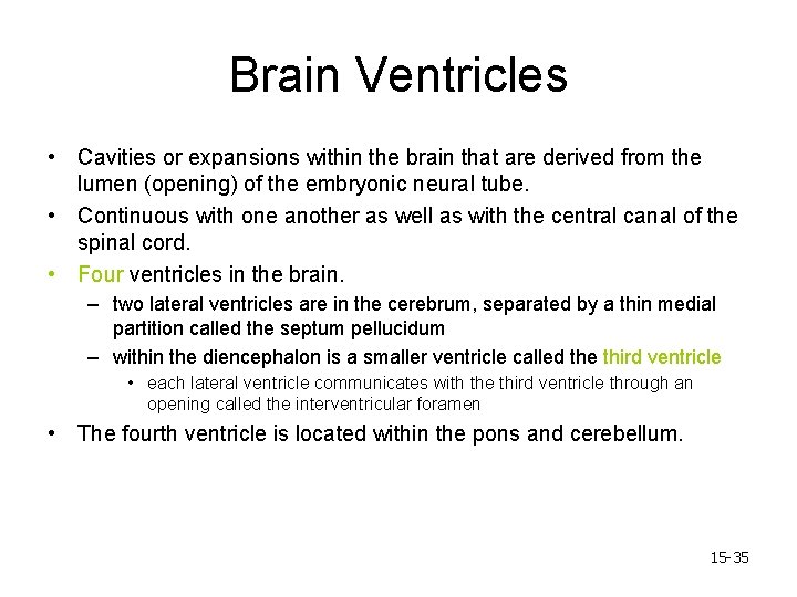 Brain Ventricles • Cavities or expansions within the brain that are derived from the