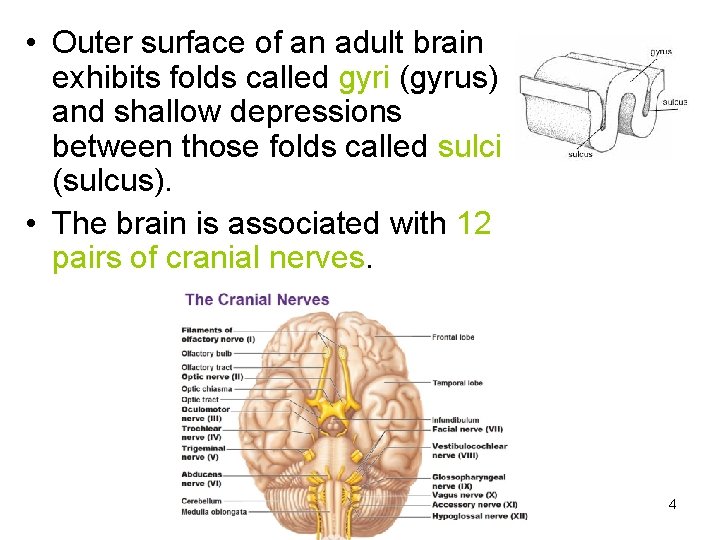  • Outer surface of an adult brain exhibits folds called gyri (gyrus) and