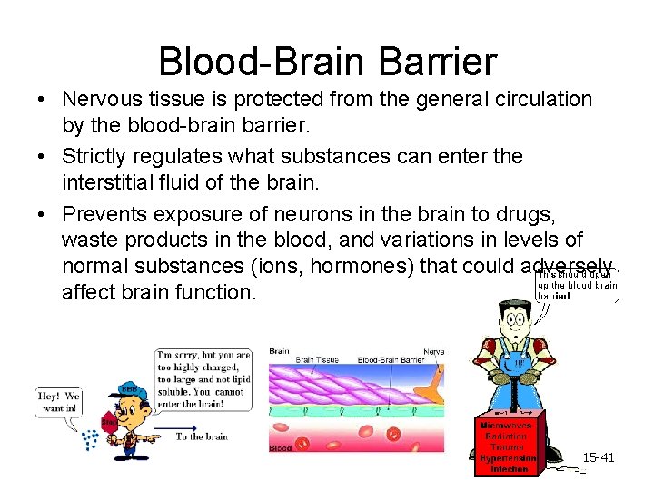 Blood-Brain Barrier • Nervous tissue is protected from the general circulation by the blood-brain