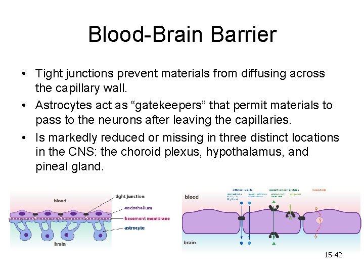 Blood-Brain Barrier • Tight junctions prevent materials from diffusing across the capillary wall. •