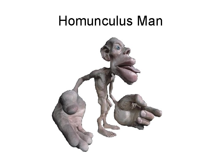 Homunculus Man 