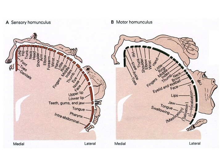 Anatomy 