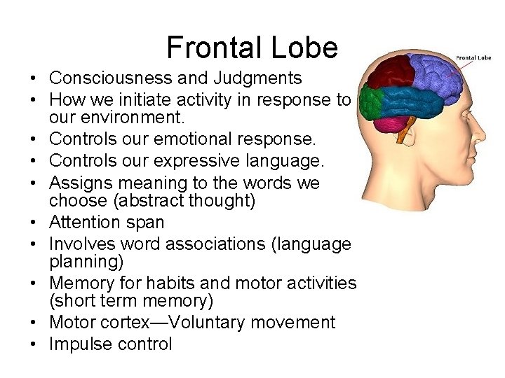 Frontal Lobe • Consciousness and Judgments • How we initiate activity in response to