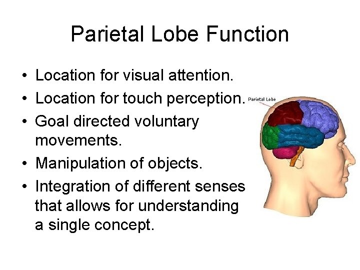 Parietal Lobe Function • Location for visual attention. • Location for touch perception. •