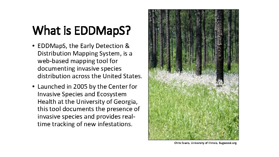 What is EDDMap. S? • EDDMap. S, the Early Detection & Distribution Mapping System,