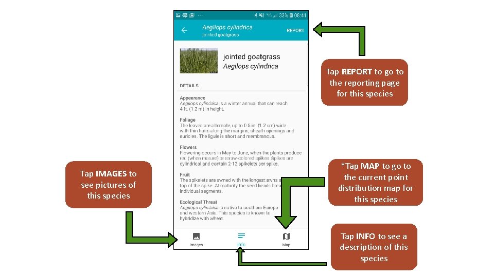 Tap REPORT to go to the reporting page for this species Tap IMAGES to